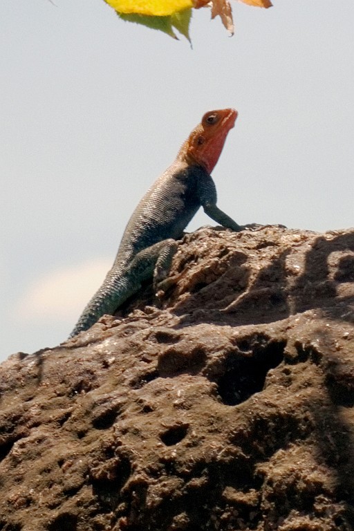 Kenia (40).jpg